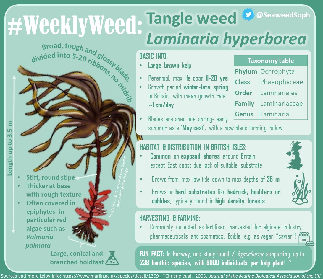 SeaweedSoph's tweet photo. #WeeklyWeed no. 4 is Laminaria hyperborea!🌱
This #kelp is also known as Tangle, Cuvie & Mayweed. The latter is due to the annual shedding of its fronds in May, just like a snake's skin🐍 this enables a lengthy lifespan for habitat provisioning!🏡
#Seaweed @ExeterMarine @mcsuk https://t.co/dSJIyhGn5q
