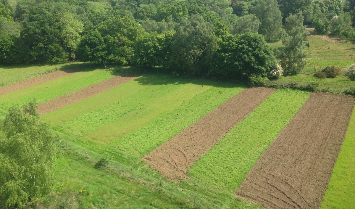 The following plant community descriptions are from the Pound Hill Disturbance Timing Experiment at Silwood Park in Berkshire. Three randomised treatments are replicated in 4 blocks: cultivation in May (fresh brown soil), October (darker green) or March (lighter green).