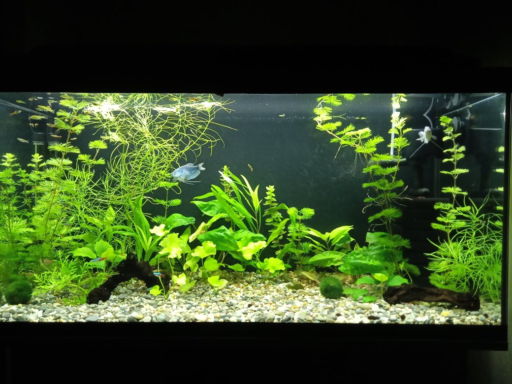 200 литров. 28 дней после запуска.