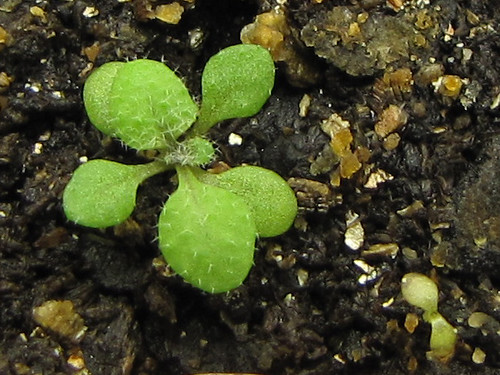The biggest difference in the life history of these short-lived plants is their germination timing. If they germinate in the autumn they need to have frost-hardy seedlings, but they gain an advantage because they have a higher leaf area at the start of the rapid growth phase.
