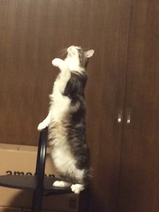 Twitter पर ノル猫の幸 立ち上がる猫3連発 猫 ノルウェージャンフォレストキャット 猫好きさんと繋がりたい 猫のいる幸せ 猫のいる暮らし Twitter पर ノル猫の幸 立ち上がる猫3連発 猫 ノルウェージャンフォレストキャット 猫好きさんと繋がりたい 猫のいる幸せ 猫のいる暮らし