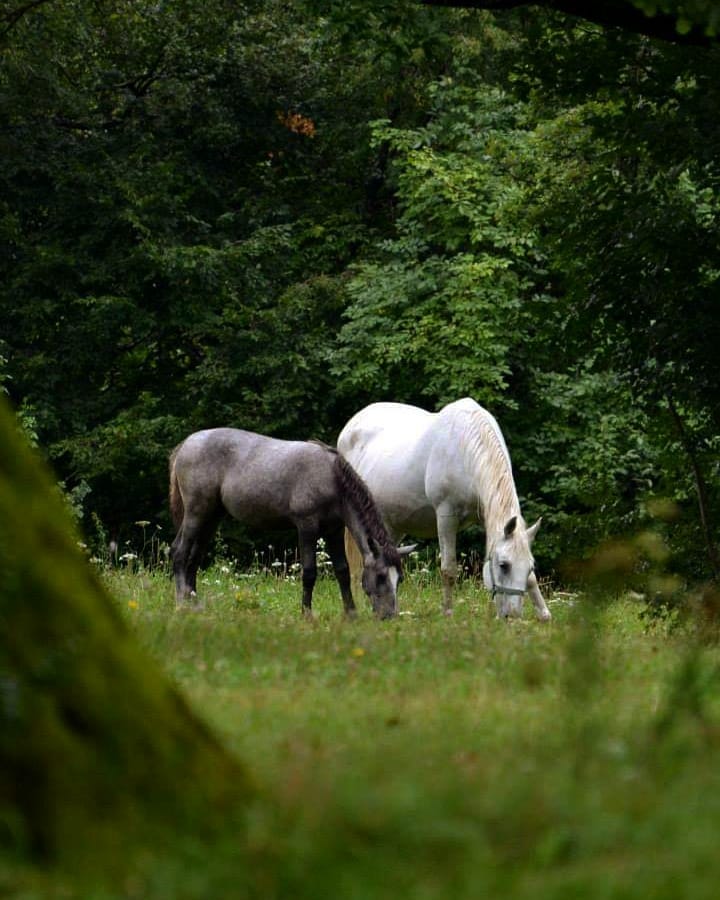 SloveniaInfo's tweet photo. ⁠One of the most prominent tourist destinations in Slovenia, and home to more than 300 white Lipizzan horses - Lipica Stud Farm - is getting ready to celebrate its 440th anniversary 🐴 👏⁠
⁠
#ifeelsLOVEnia #traveltomorrow⁠

🔗https://t.co/oj2kaAEVoi
⁠
📸@la_frafra_07 via IG https://t.co/RCGo5dvBrf