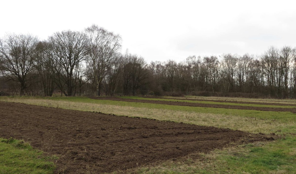 This is what the plots look like, just after cultivation in March (foreground). The bright green strips are the over-winter growth on the October-cultivated plots. The light-coloured strips are dead organic matter that has over-wintered on the plots cultivated last May