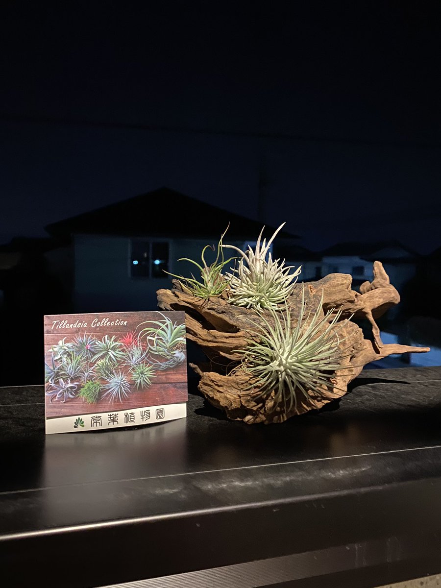 Yuko 常葉植物園さんのティランジアをメルカリ店より購入 どの子もフォルムが素敵 ブルボーサミニブラジル カピタータモーブ フクシーフクシー 常葉植物園 ティランジア チランジア Yuko 常葉植物園さんのティランジアをメルカリ店より購入 どの子もフォルムが素敵 ブルボーサミニブラジル カピタータモーブ フクシーフクシー 常葉植物園 ティランジア チランジア