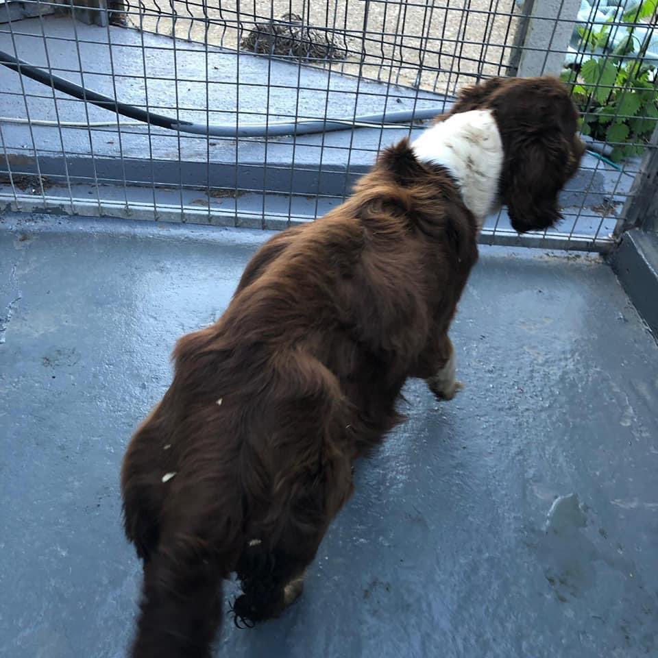 SpanielAidUK's tweet photo. arrived today meet Clementine who has come via the dog warden. Vets have put her @ 3/4 years Found as a stray
No chip, bred from multiple times
Very skinny Almost blind due to Cataracts but operable, Clearly neglected  
Life starts now 😭🤬❤️
Please RT https://t.co/HTHQCwPG4M