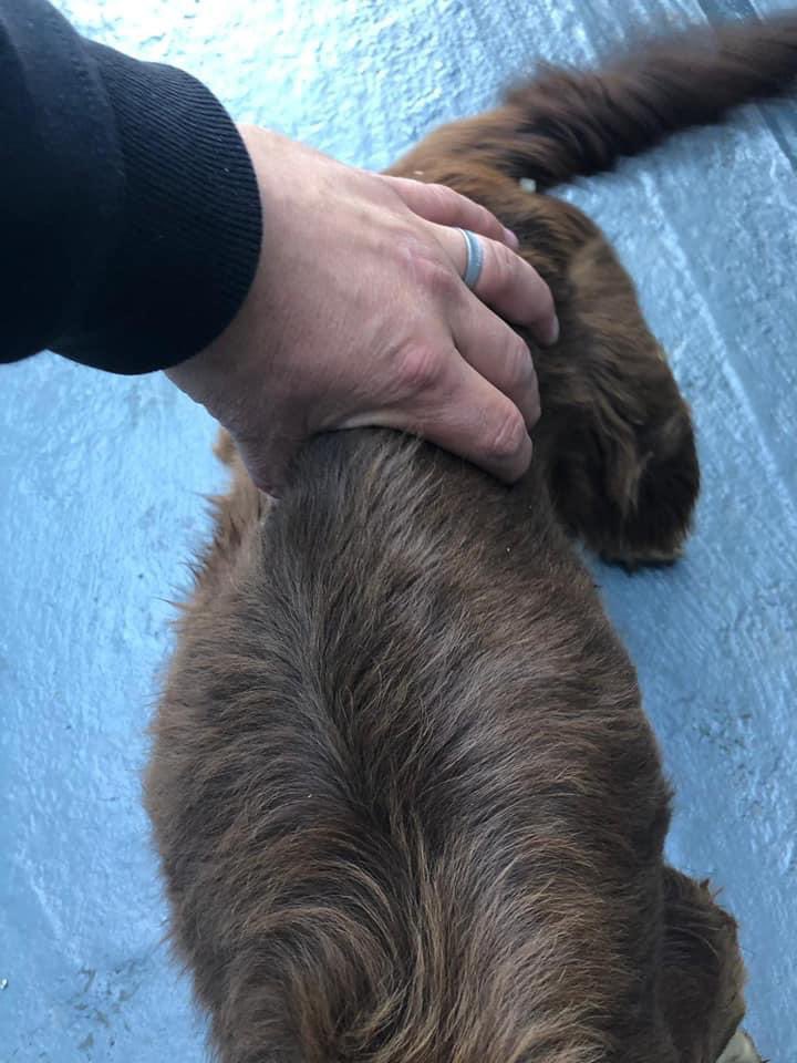 SpanielAidUK's tweet photo. arrived today meet Clementine who has come via the dog warden. Vets have put her @ 3/4 years Found as a stray
No chip, bred from multiple times
Very skinny Almost blind due to Cataracts but operable, Clearly neglected  
Life starts now 😭🤬❤️
Please RT https://t.co/HTHQCwPG4M