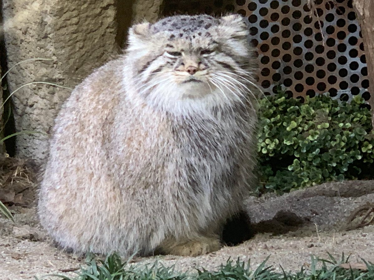 連長 على تويتر 飛び飛びで出社するのも つかれる お化粧のやり方も忘れ 顔が戻らない し 武田真治に倣って頑張って筋トレしたら 固太りになった って言われた