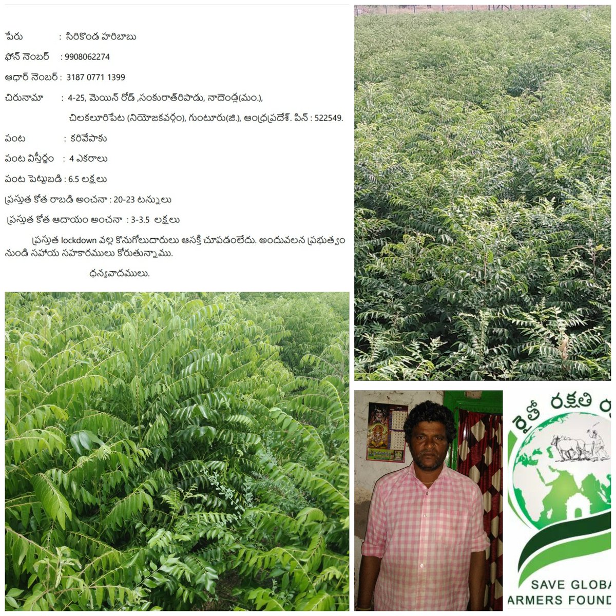 farmers_global's tweet photo. @CollectorGuntr @ysjagan @AndhraPradeshCM @VSReddy_MP garu.Pls help Below Curry leaf farmer in guntur district who strucked with lockdown and not able to market so that causing losses.#SaveFarmerFirst #SaveGlobalFarmers #savefarmers @ravinderryada https://t.co/VQnf3pv0FD
