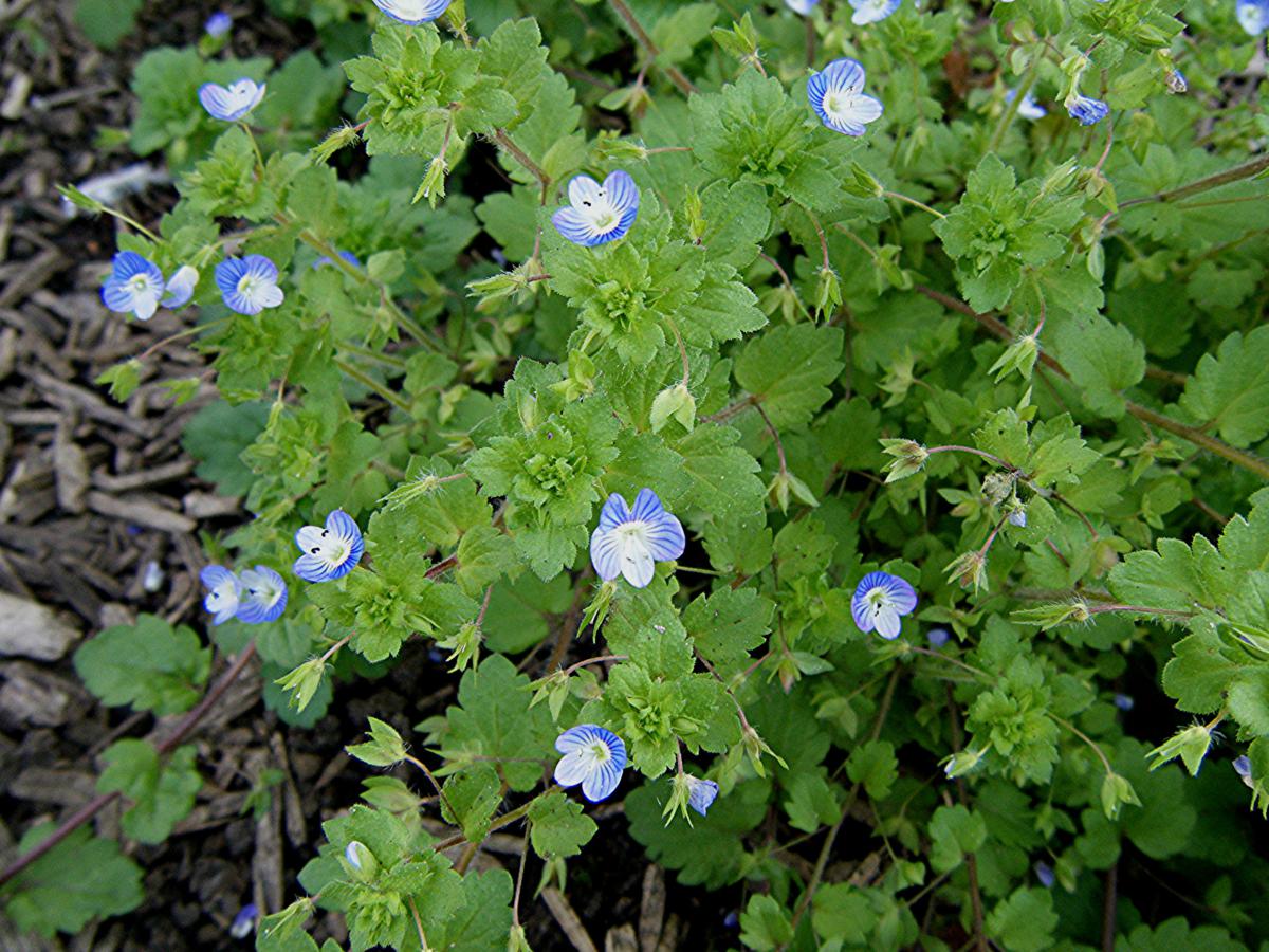 Veronica persica (Common Field-speedwell, Veronicaceae; left). Agrostis gigantea (Black Bent, a perennial Poaceae; right)