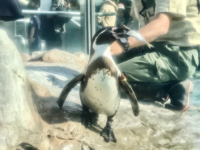 フンボルトペンギンのtwitterイラスト検索結果