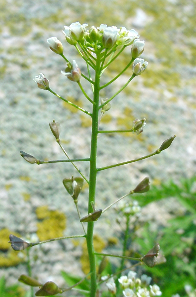 Capsella bursa-pastoris (Shepherd’s-purse, Brassicaceae; left). Senecio vulgaris (Groundsel, Asteraceae; right)