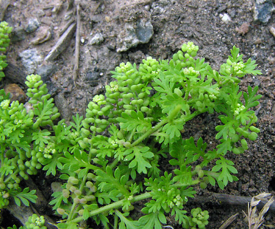 Thlaspi arvense (Field Penny-cress, Brassicaceae; left)Lepidium didymum (Lesser Swine-cress, Brassicaceae; right)