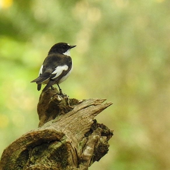 southdevonbirds tweet picture