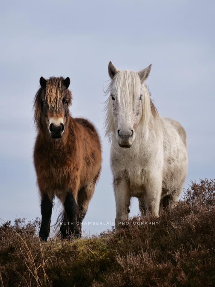 RuthOnTheHoof's tweet photo. An unusual pair of friends: the endangered #exmoorpony and the critical #eriskaypony - both #conservationgrazing in the #lakedistrict - these breeds were developed at opposite ends of the UK! #GoNative @RBSTrarebreeds #nativeponyproject https://t.co/XsJ0e18gwc
