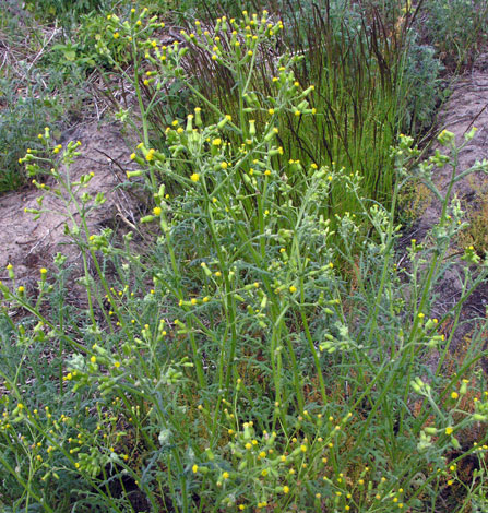 Senecio sylvaticus (Heath Groundsel, Asteraceae; left)Poa annua (Annual Meadow-grass, Poaceae; right)