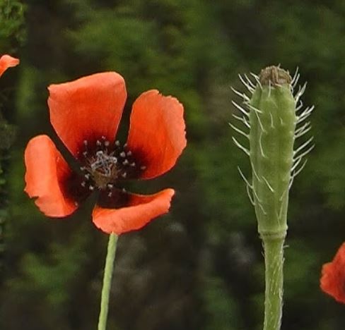 Roemeria argemone (Prickly Poppy, Papaveraceae; left)Solanum nigrum (Black Nightshade, Solanaceae, right)