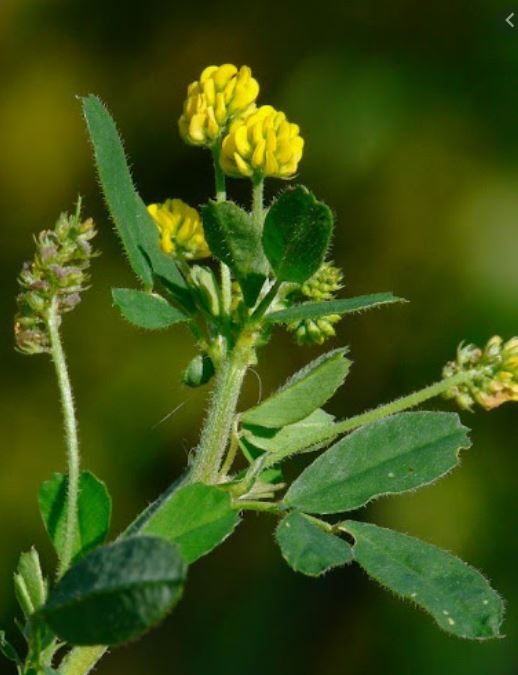 Medicago lupulina (Black Medick, Fabaceae; left)Cerastium glomeratum (Sticky Mouse-ear, Caryophyllaceae; right)