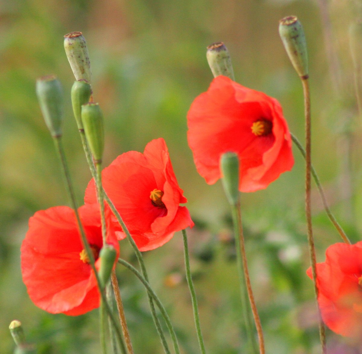 Bromus hordeaceus (Sort-brome, Poaceae; left)Papaver dubium (Long-headed Poppy, Papaveraceae; right)