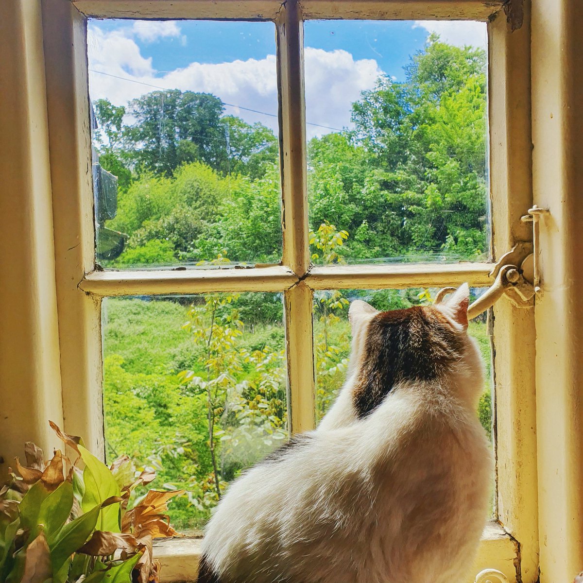 katyjon's tweet image. What's it like out there folks on back to work Wednesday? Is it mayhem, traffic jams, are the streets packed, or is everyone waiting for everyone else to take the first step? 
#CatsofTwitter #BacktoWorkWednesday #StayHome #StayAlert