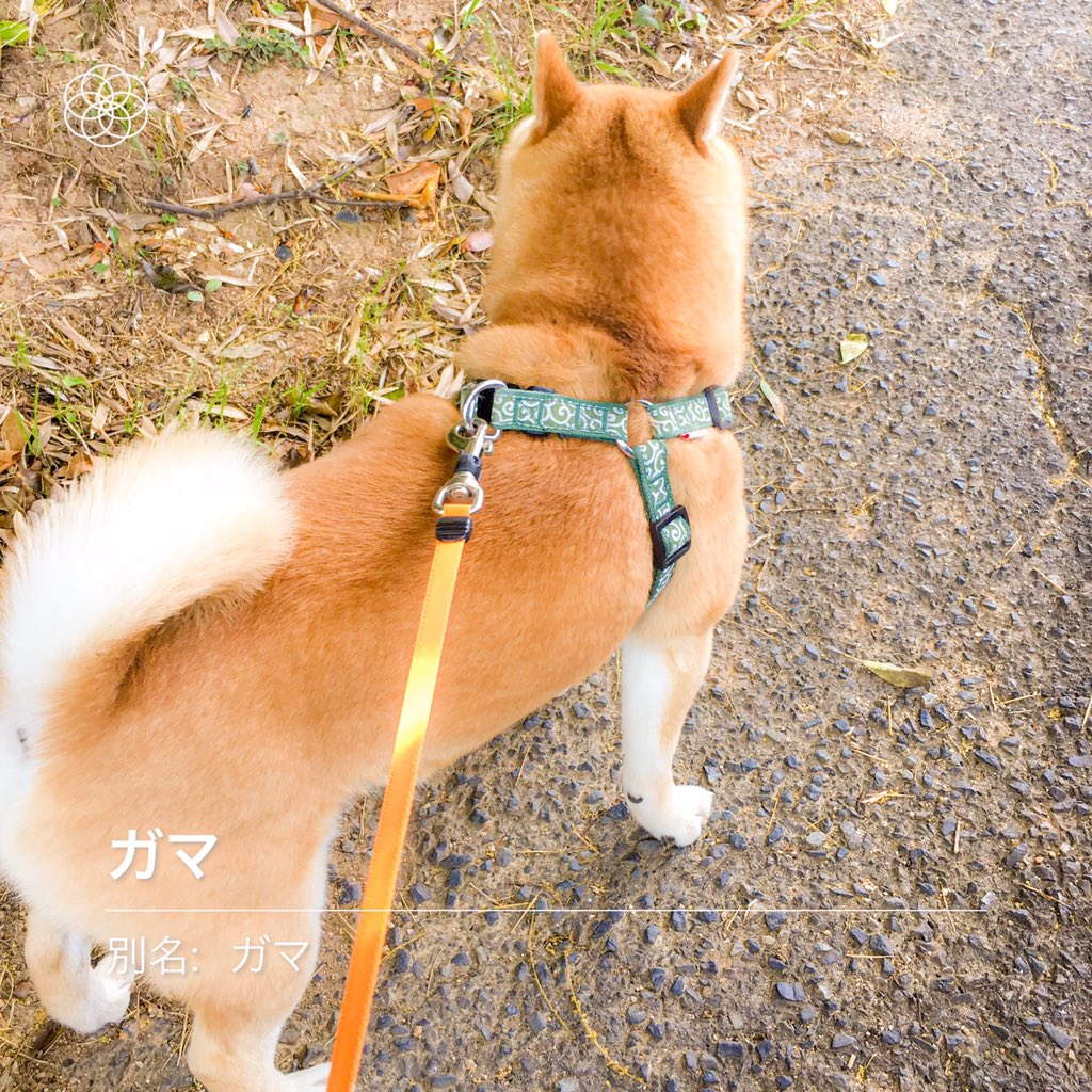 スマホをかざすと花の名前がわかるアプリ ハナノナ を散歩中に使ってみたら楽しい そして ガマ と解析される柴犬が完全にガマ Togetter スマホをかざすと花の名前がわかるアプリ ハナノナ を散歩中に使ってみたら楽しい そして ガマ と解析される柴犬が完全にガマ Togetter