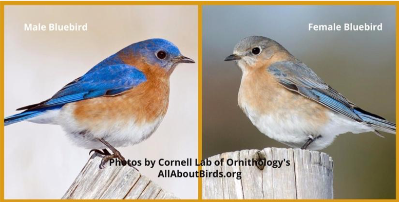 The true Bluebird Experience isn’t only about Bluebirds-visit our blog to find out more! 💙
#BluebirdExperience #BluebirdLegacy #EasternBluebird #Nestbox #Songbirds #cavitynestingbirds #CornellLabofOrnithology #NABS #WildBirdsUnlimited

bluebirdexperience.com/post/all-about…