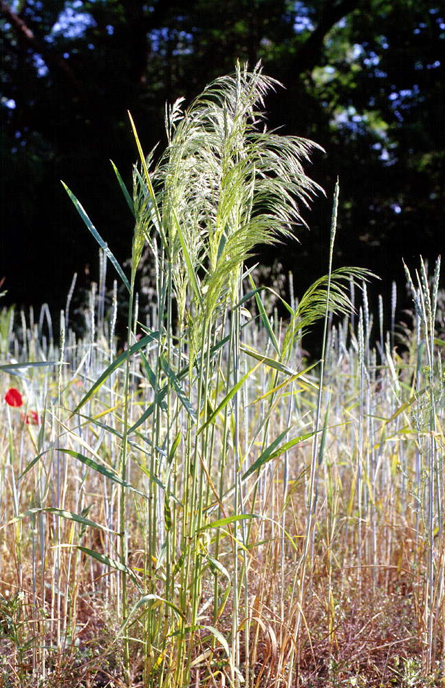 Finally, what is surely the most beautiful of all the weedy annual grasses: Apera spica-venti (Loose Silky-bent, Poaceae; left). Crepis capillaris (Smooth Hawk’s-beard, Asteraceae; right)