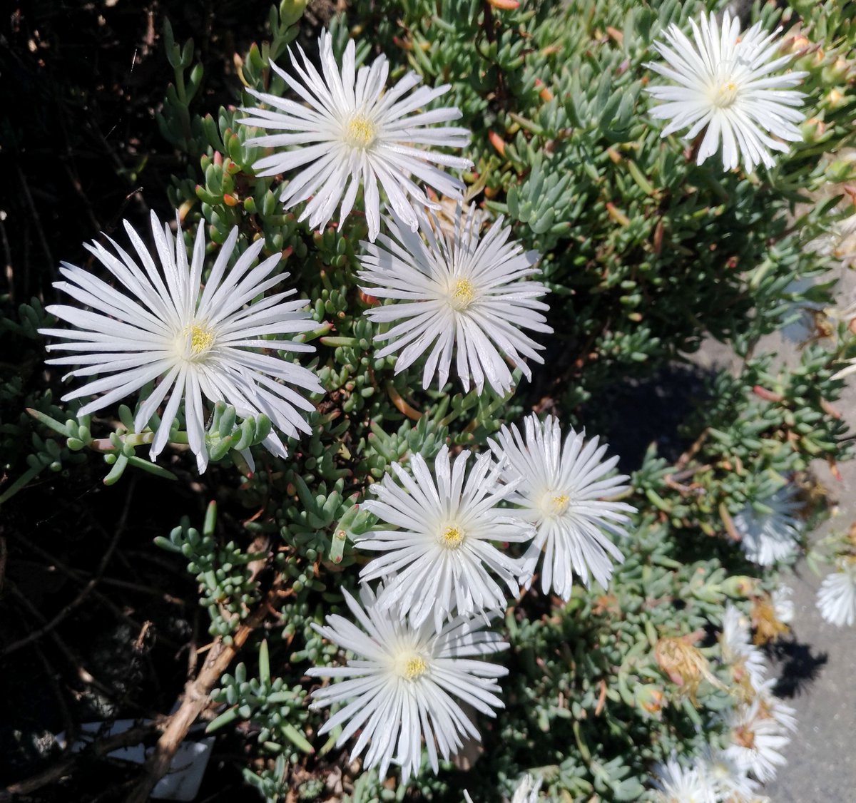 こころんグリーン 近所の公園の花壇に白い光沢の花びらの マツバギクが咲いていました 白い細長いピカピカした花びらが たくさん伸びて開いています 白い花が 群れて咲いていました マツバギク ピカピカした花びら 公園 花壇 白い花 園芸品種