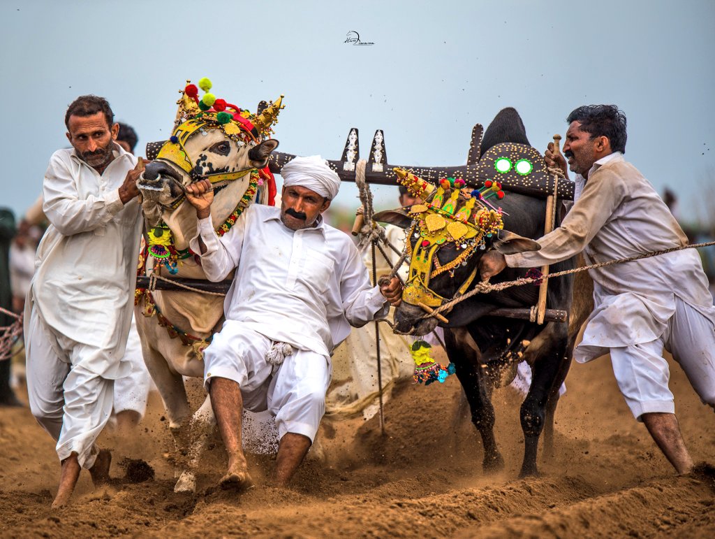 muhammadp1989's tweet photo. Cultures Of #Punjab.

1. Bull Race (#Sargodha)
2. Tent Pegging (#Attock)

#Hourse
#Pakistan #Punjab 
#VisitPakistan #BeautifulPakistan https://t.co/EKl5zIHR8v