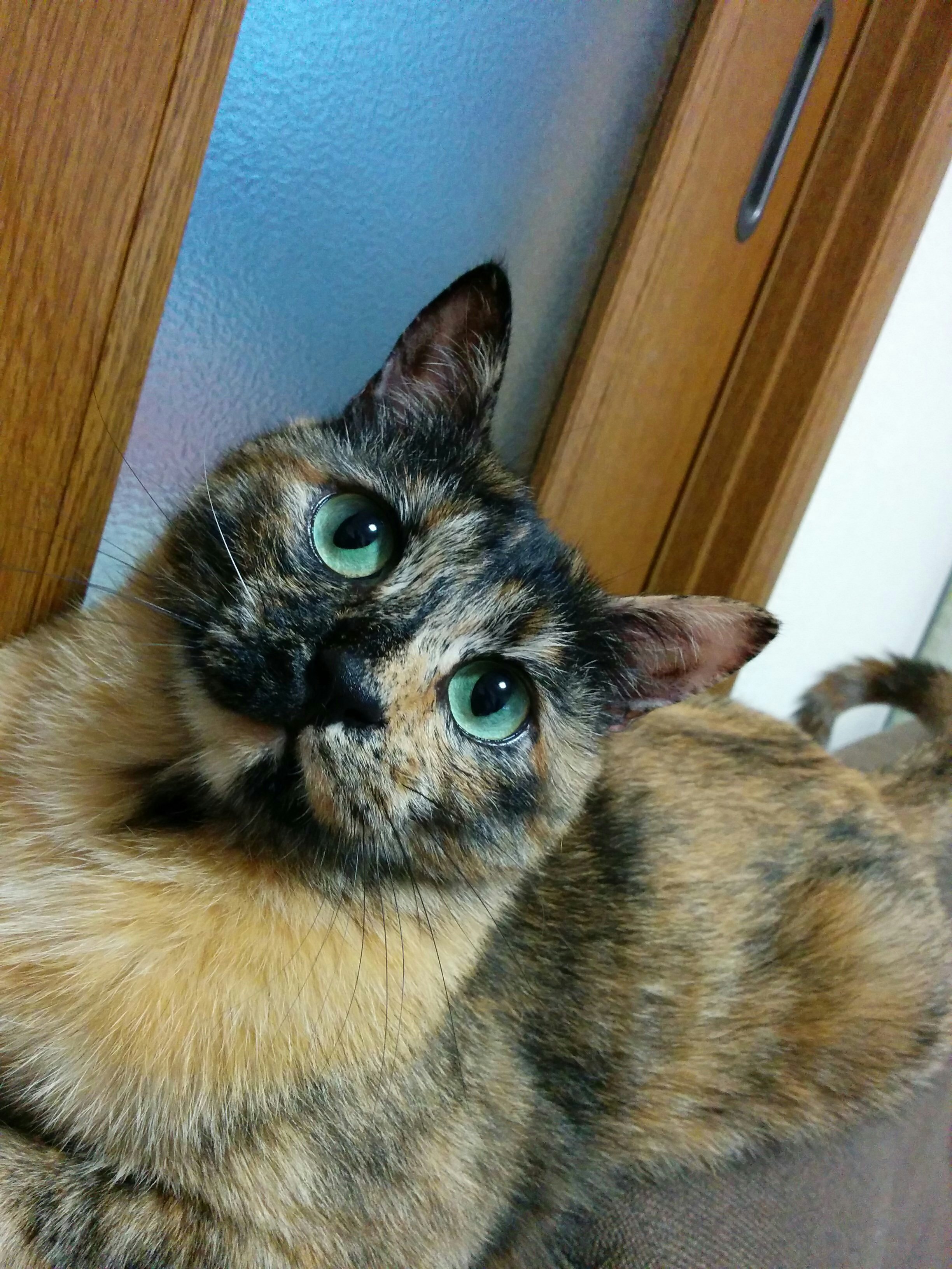 えすきち サビ猫超かわいいじゃんね 海外では鼈甲って呼ばれてるのも可愛いし Twitter
