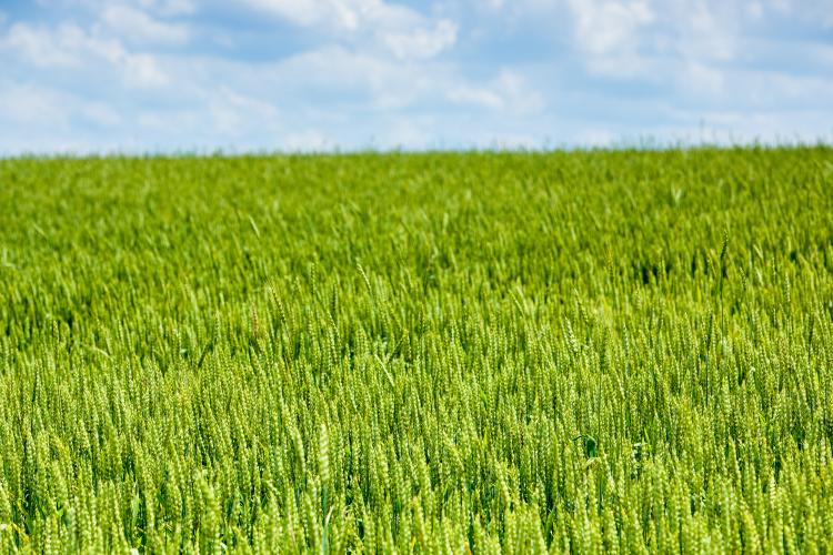 The seed bank species you find also depends on the crop being grown. In arable fields, different herbicides are used on cereals and dicots: these select for grass weeds in wheat fields, and for cruciferous weeds in oilseed rape fields.