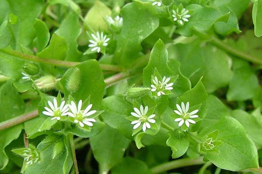 Stellaria media (Common Chickweed, Caryophyllaceae; left)Sinapis arvensis (Charlock, Brassicaceae; right)