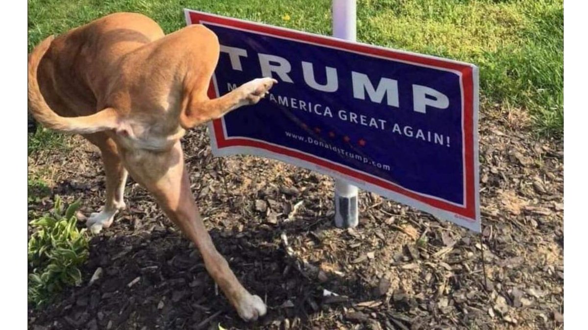 postersusa's tweet photo. @RichardAngwin: RT @RichardAngwin: That's a good boy ‼

#Resist #Trump #1u #tcot #maga #kag #qanon #wwg1wga #NotMeUs https://t.co/Egg7cOBMdN @UsaPosters