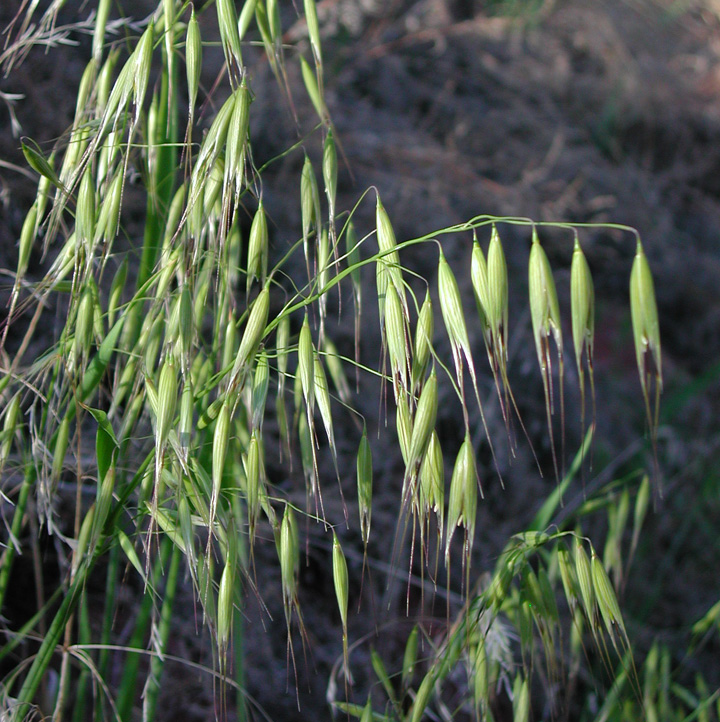 Geranium dissectum (Cut-leaved Crane’s-bill, Geraniaceae; left)Avena fatua (Wild-oat, Poaceae; right)