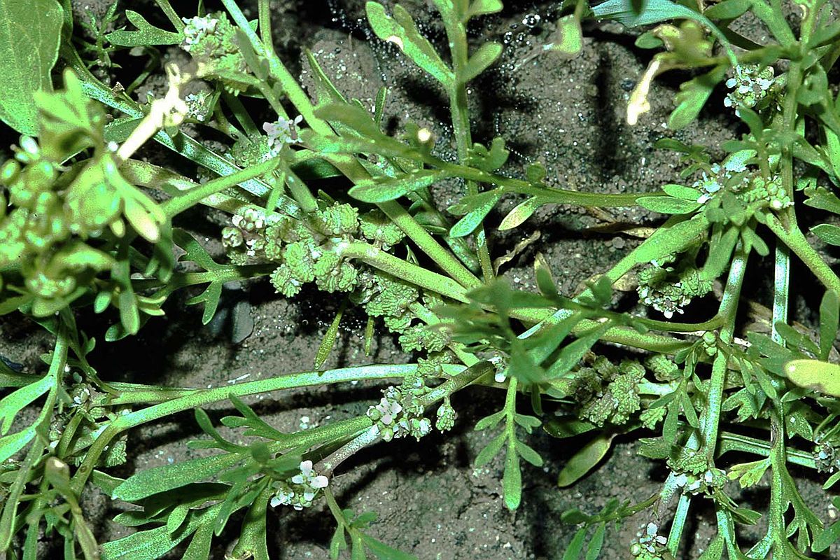 Euphorbia helioscopia (Sun Spurge, Euphorbiaceae; left).Lepidium coronopus (Swine-cress, Brassicaceae; right) is very common in oilseed rape fields because of its immunity to the selective herbicides.