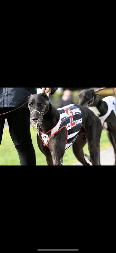 LaniganKennels's tweet photo. Last week we made the decision to retire our champ Zipping Mack. He finished with 17 wins and 26 placings from his 65 starts. Enjoyed training the boy for his owners and looking forward to training more stars for them in the future! @djbowmanracing https://t.co/lGSPSNdKaR