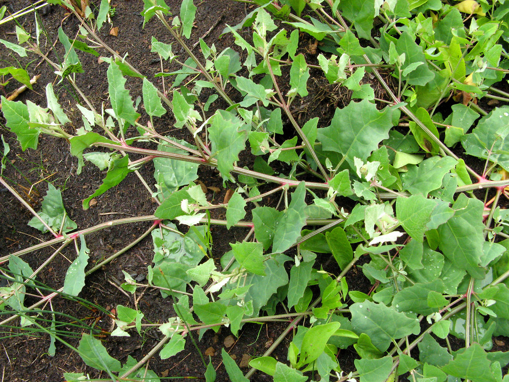 Atriplex prostrata (Spear-leaved Orache, Amaranthaceae; left).  Aphanes arvensis (Parsley-piert, Rosaceae; right)