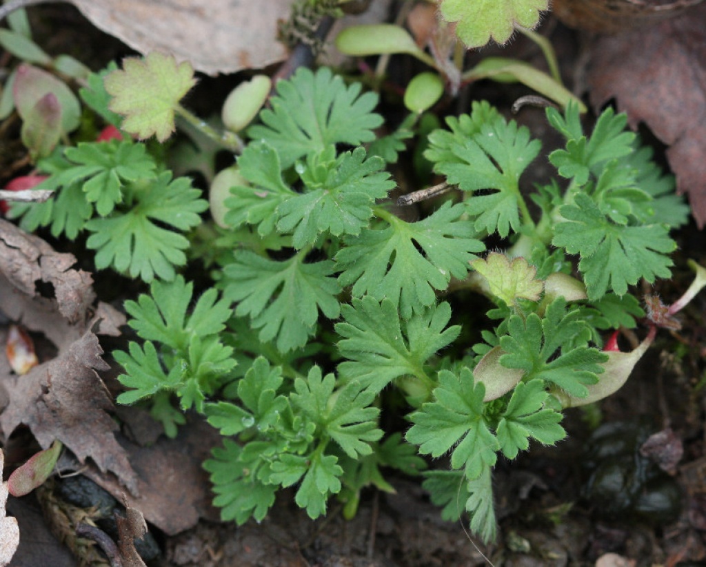 Atriplex prostrata (Spear-leaved Orache, Amaranthaceae; left).  Aphanes arvensis (Parsley-piert, Rosaceae; right)