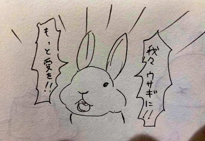愛を求めるウサギ。 