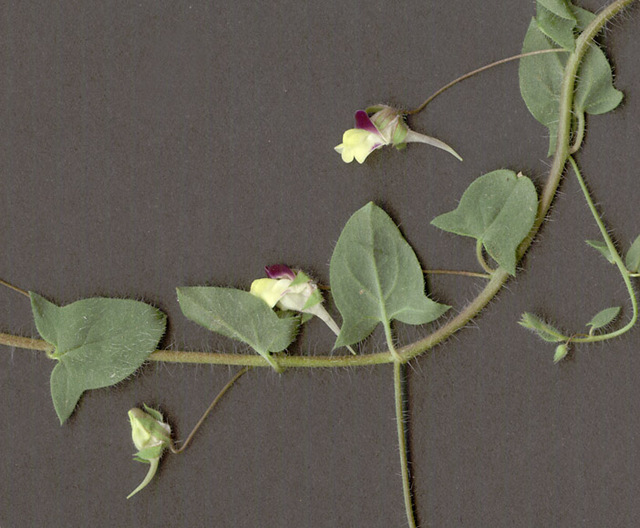 Kickxia spuria (Round-leaved Fluellen, Veronicaceae; left). Kickxia elatine (Sharp-leaved Fluellen, Veronicaceae; right)