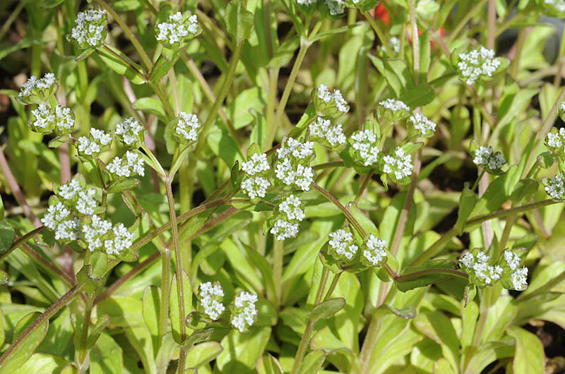 Reseda lutea (Wild Mignonette, Resedaceae; left). Valerianella carinata (Keel-fruited Cornsalad, Valerianaceae; right)