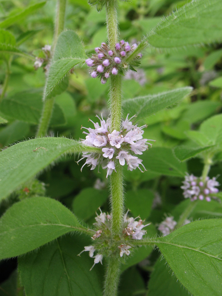 Silene latifolia subsp. alba (White Campion, Caryophyllaceae; left).  Mentha arvensis (Corn Mint, Lamiaceae; right).