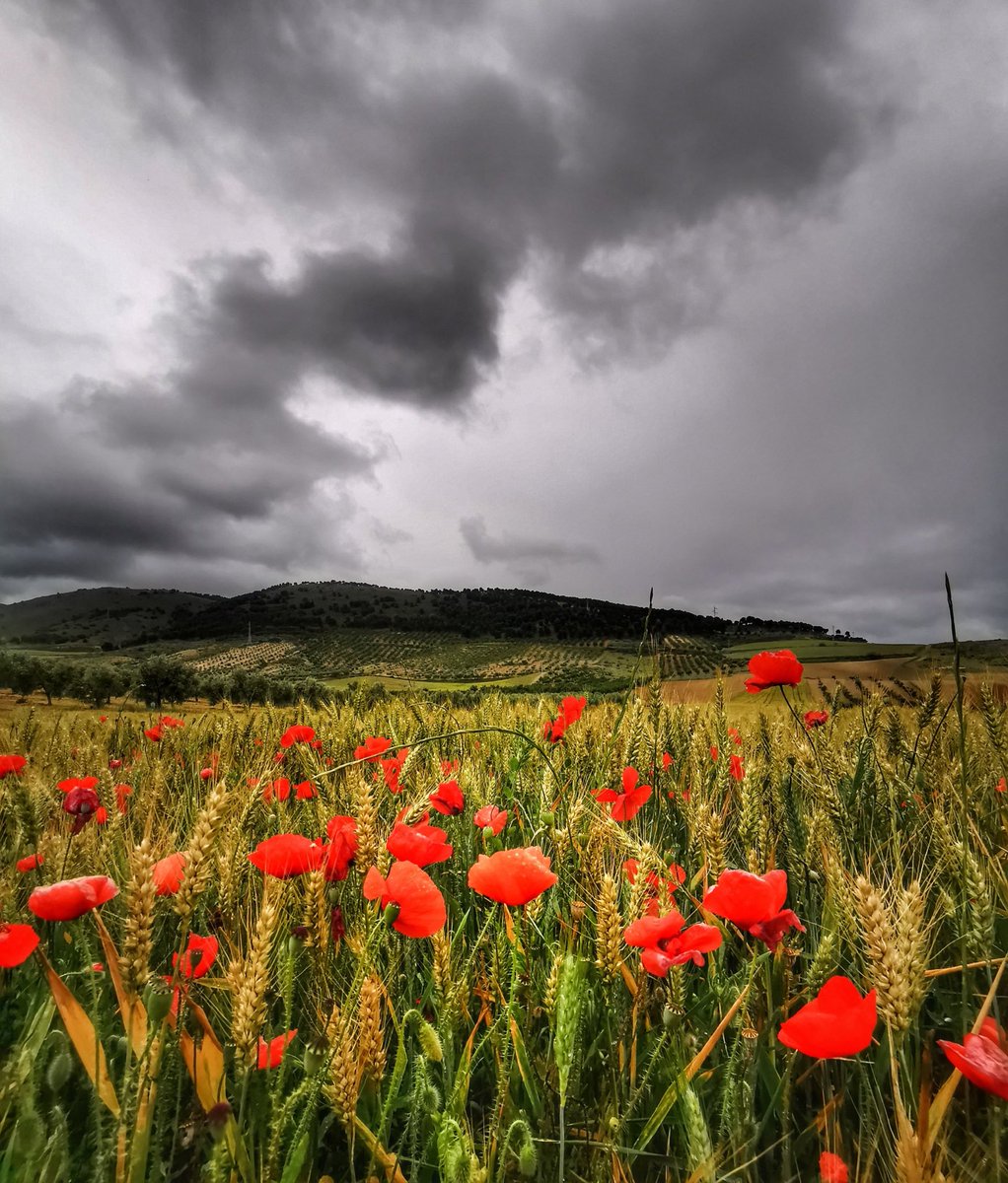 Salvador Casado tweet media