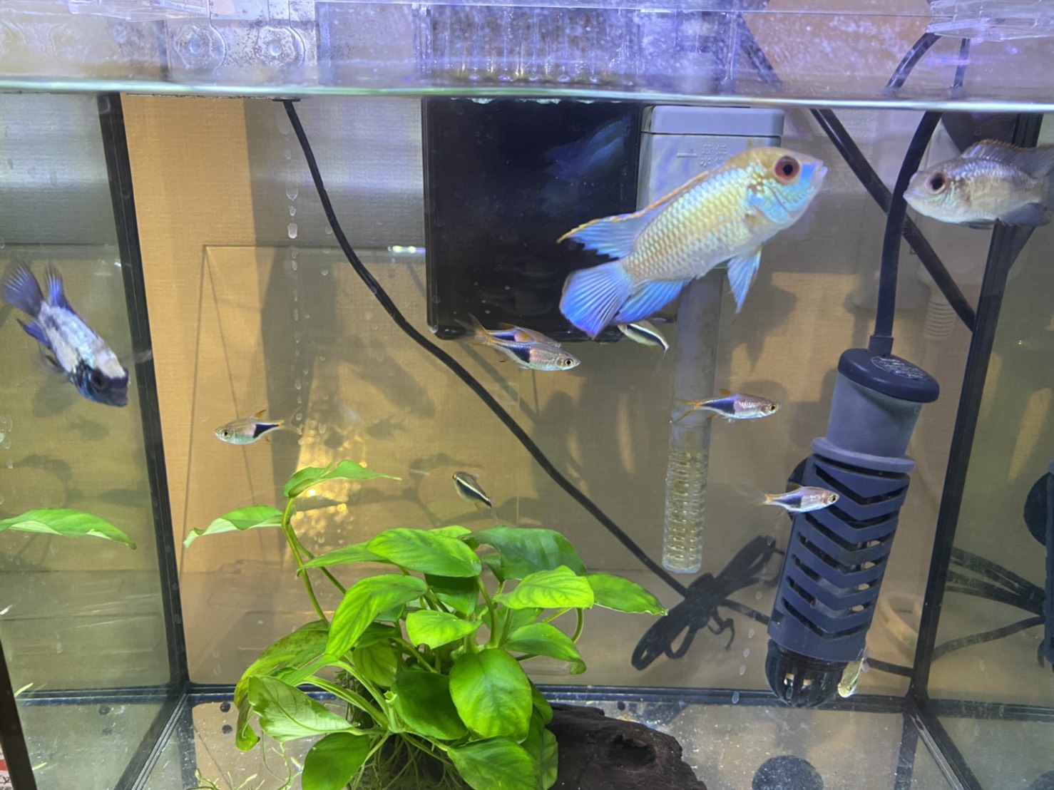 Aquayasu コバルトブルーアカラもだいぶ大きくなりました アクアリウム 熱帯魚 シクリッド T Co X27pwfgny7 Twitter