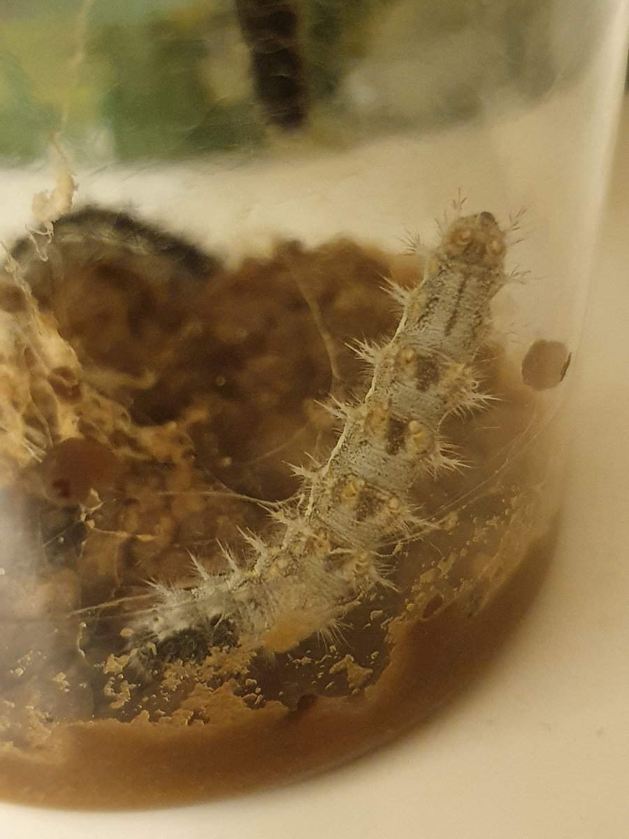 Our caterpillars are getting really big now, not long until they make their cocoons! #hungrycaterpillars <a href="/insectlore/">alex ⚡️</a> <a href="/TemplarsPrimary/">Templars Primary Sch</a>