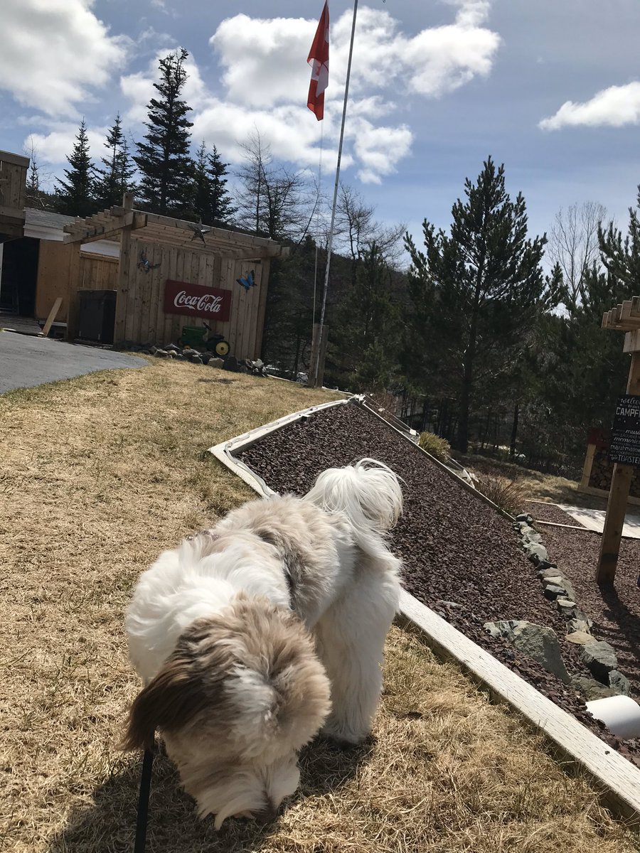 speach25's tweet photo. Wonderful World Wednesday! Madame has been working hard cleaning the backyard 🌲 Post a pic of how you take care of the Earth 🌍 @SabreSammy @SHA_NL #VirtualKindnessWeek https://t.co/G218oVxpIS