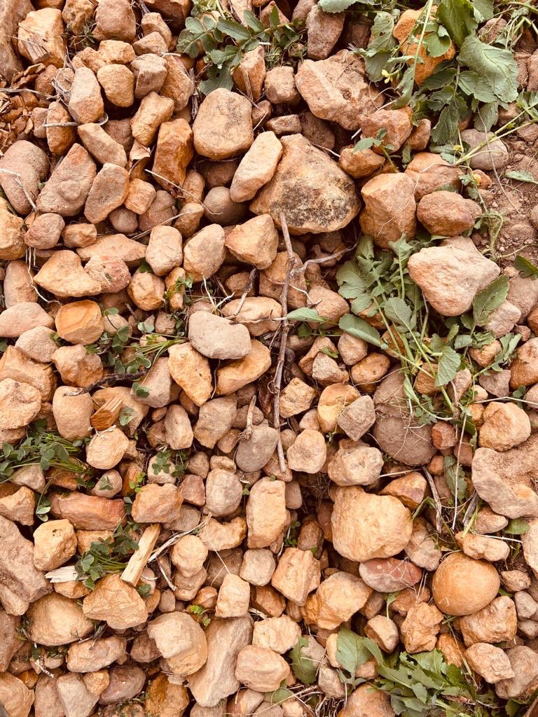 Tamboerskloof's tweet photo. #LockdownLookdown | Where it all starts - and surprisingly dynamic for something so ancient!

Our winemaker, @ROosth, walked the length of one row in our panhandle block and took a photo every thirty meters or so.

Things change pretty drastically, but complexity is key... https://t.co/VTa1nprPQR