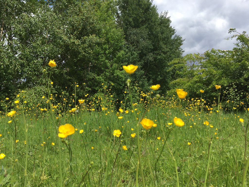 nightjarpress's tweet image. Walking to Audenshaw to deliver Nightjars #fallowfieldloop #swifts