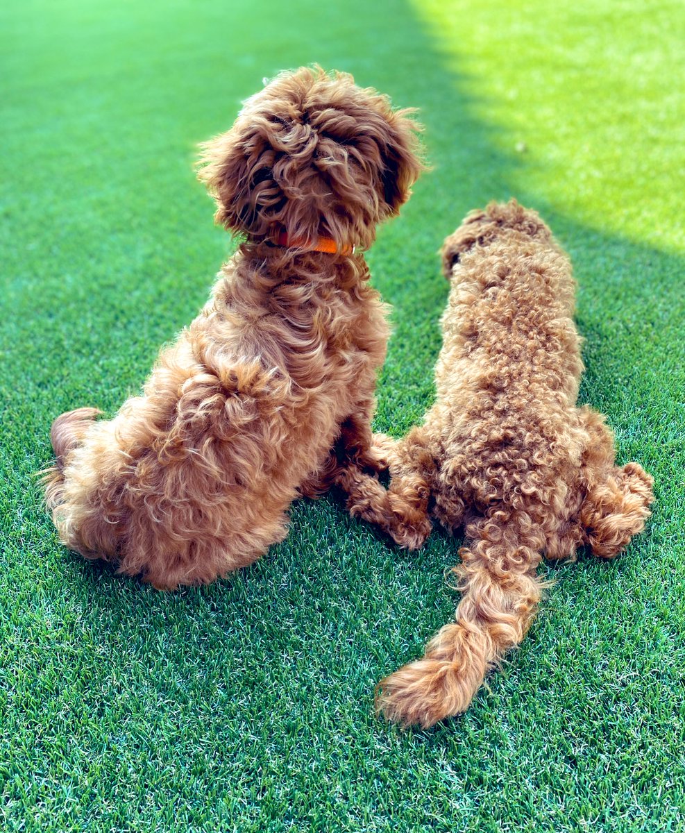 中村憲剛 Sur Twitter 5月13日は 愛犬の日 左はジジ生後7ヶ月 右はルカ生後8ヶ月 ジジはトイプードルとダックスフンド それはわかる ルカはトイプードルとマルチーズ マルチーズ マルチーズ要素ほぼ無し笑 ダップー マルプー 2匹ともすっかり我が家の