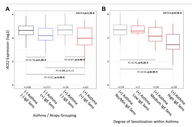 P_Bruijning's tweet photo. Interesting finding; people with asthma and allergy have reduced ACE2 expression and this may protect them against severe #COVID19. https://t.co/6lClVOp5Zk https://t.co/W0B9jZ58os