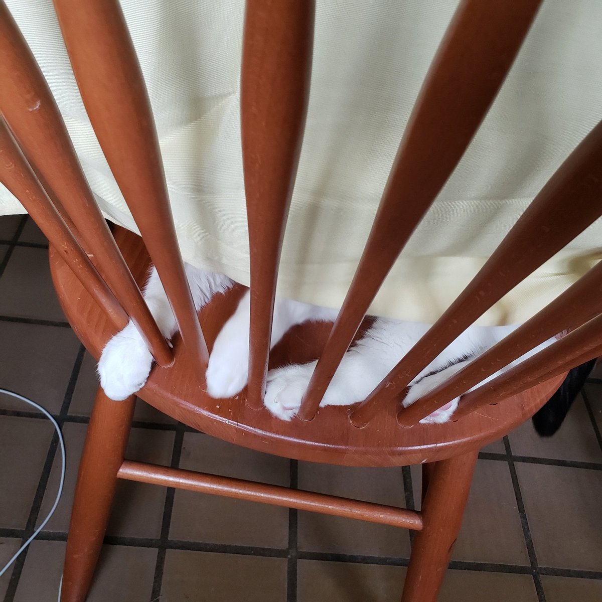MrsDeeLandlady's tweet photo. @RolfatWarwick Mr. Gregory has no basket. Does a chair count? #catjail https://t.co/fVPwRbxs4b